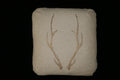 Antlers Highland Fog Wool Cushion <br> A crown renewed